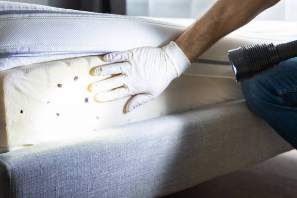 Best Emergency Pest Control  in Minster, OH