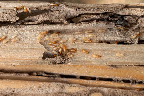 Best Spider Control Near Me  in Minster, OH