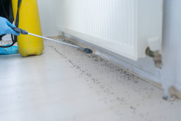 Best Local Pest Control Services  in Minster, OH