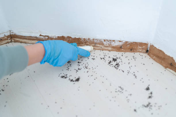 Best Best Pest Control Companies  in Minster, OH
